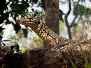 20141021-Watermonitor