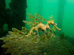 Leafy Sea Dragon