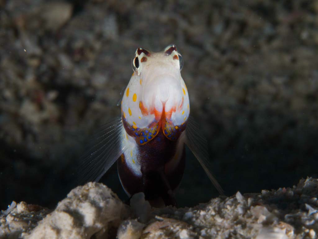 PB158081