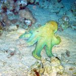 20030429-Octopus 04